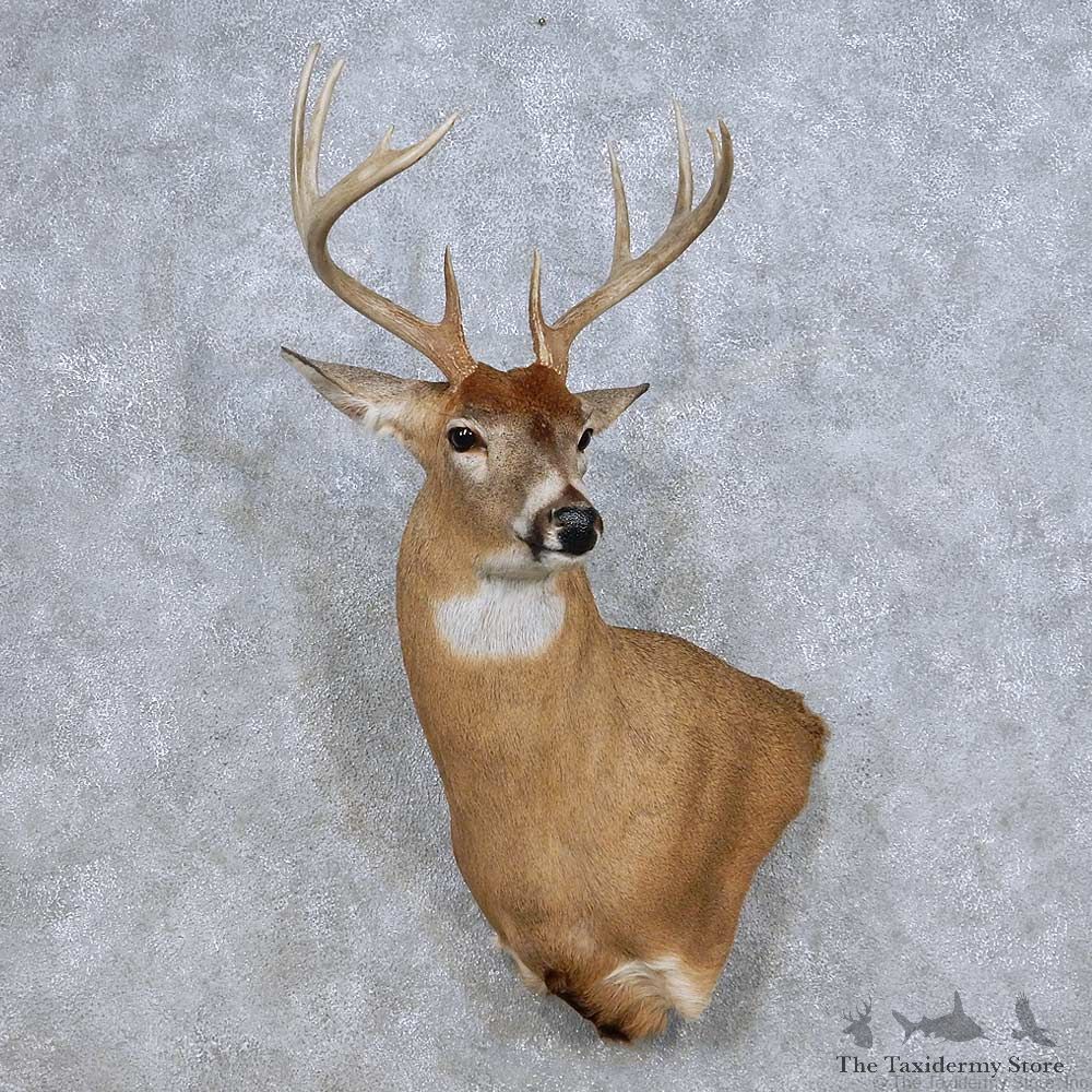 Whitetail Deer Taxidermy Shoulder Mount For Sale #14085 @ The Taxidermy Store
