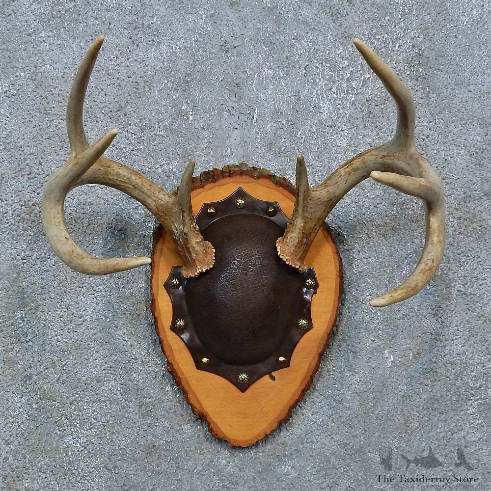 Whitetail Deer Antler Plaque Mount For Sale #15384 @ The Taxidermy Store