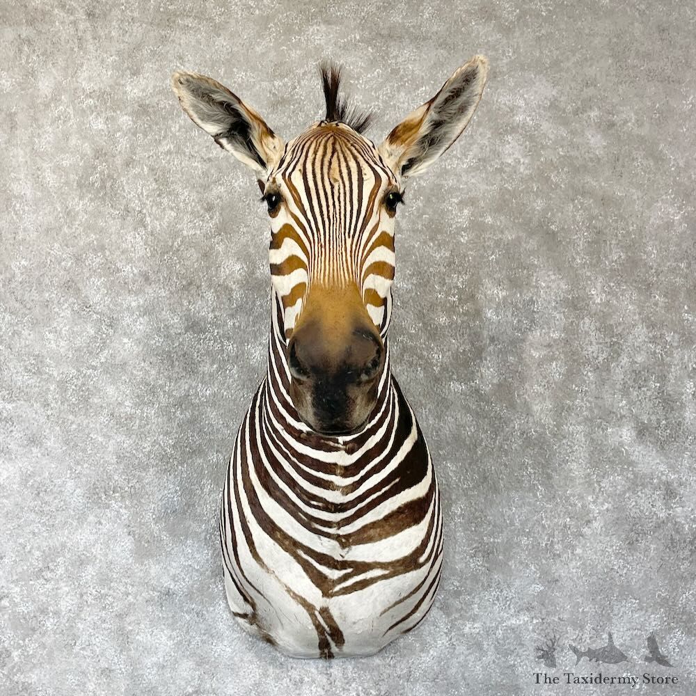 African Burchell's Zebra Shoulder Mount For Sale #28182 @ The Taxidermy Store