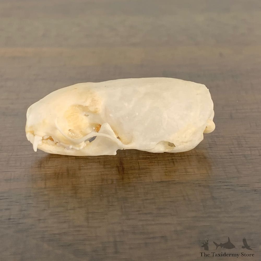 Weasel Full Skull Taxidermy Mount For Sale #22244 @ The Taxidermy Store