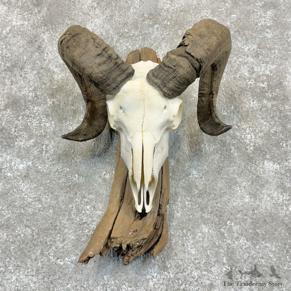 Corsican Ram Skull European Mount For Sale #29418 - The Taxidermy Store