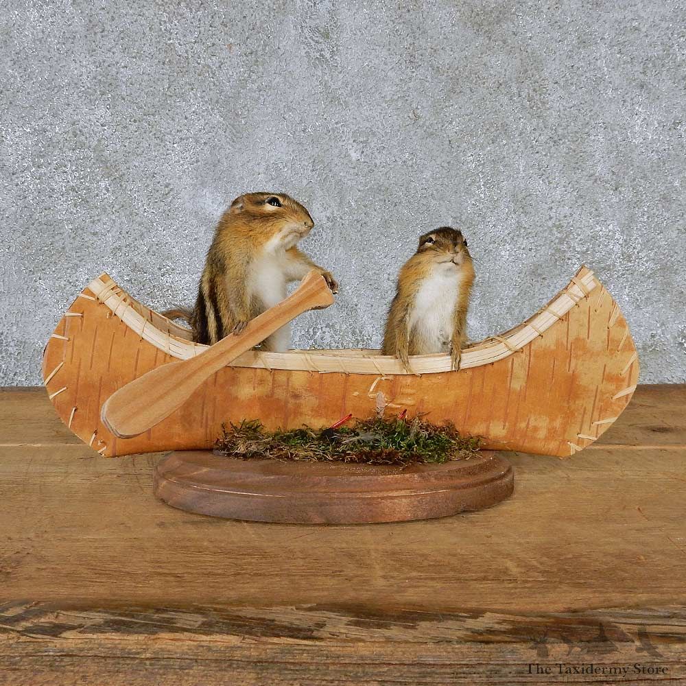 Novelty Canoe Chipmunks Taxidermy Mount #13179 For Sale @ The Taxidermy Store