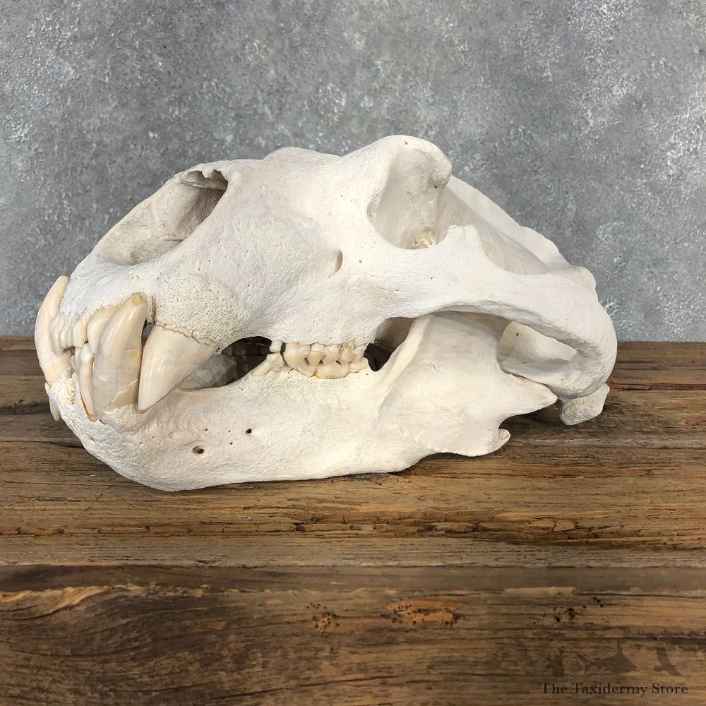 Polar Bear Taxidermy Skull Mount For Sale #20356 @ The Taxidermy Store