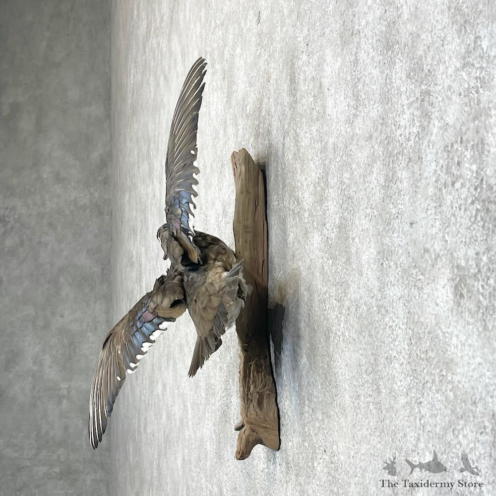 Wood Duck Hen Bird Mount For Sale #28473 @ The Taxidermy Store