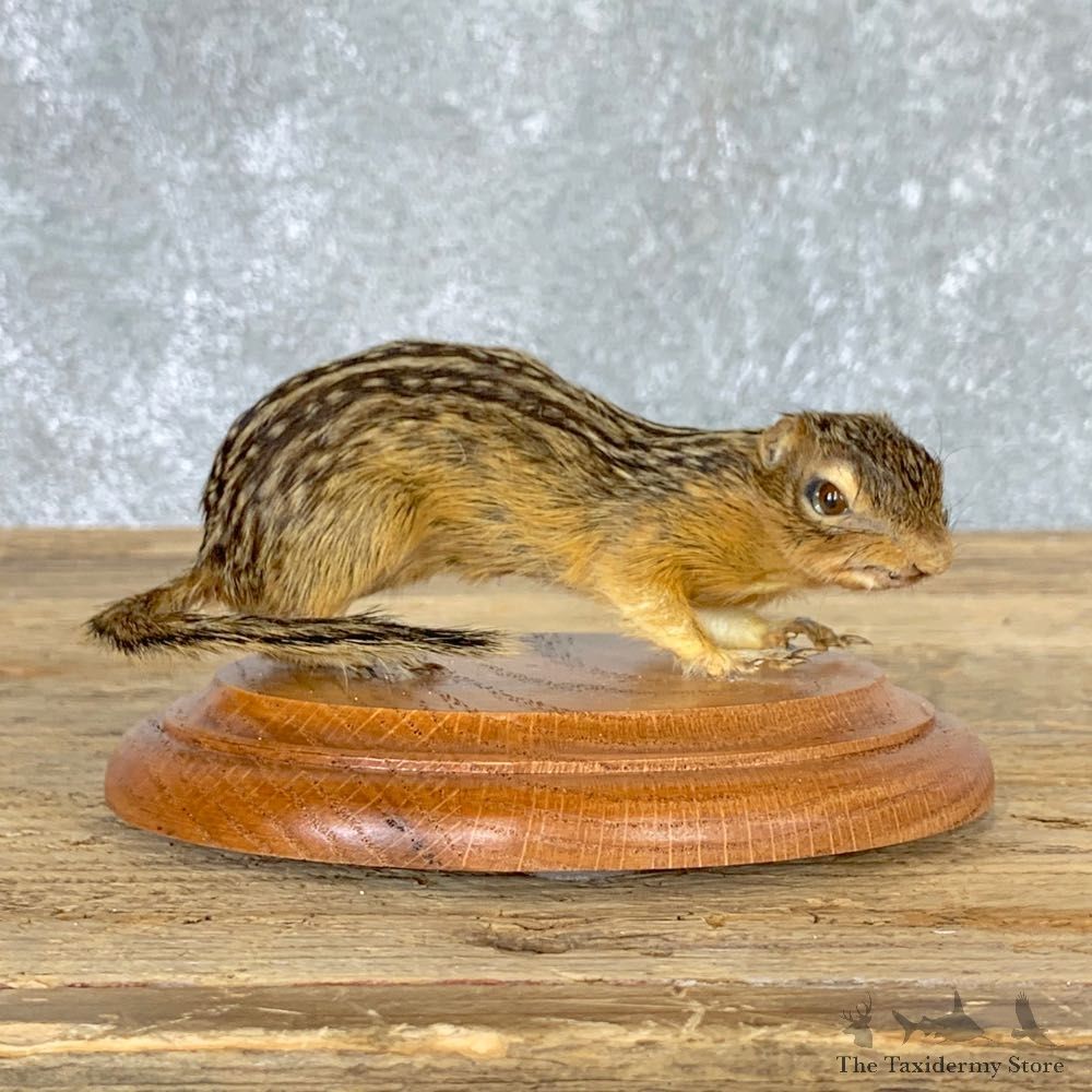 Thirteen-lined Ground Squirrel Mount For Sale #22931 @ The Taxidermy Store