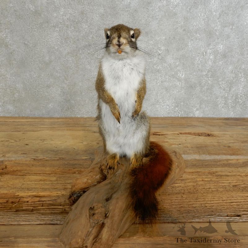 Red Squirrel Life-Size Mount For Sale #17227 @ The Taxidermy Store