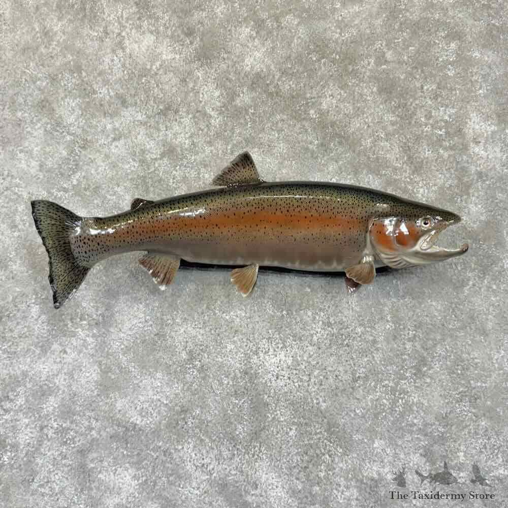 Steelhead Fish Mount For Sale #30749 @ The Taxidermy Store