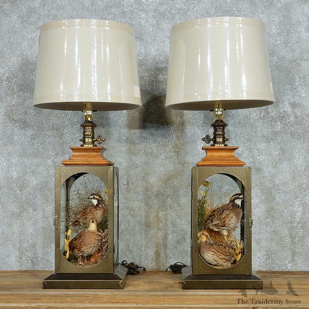 Quail Lamp Life-Size Taxidermy Bird Mount Pair #13516 For Sale @ The Taxidermy Store