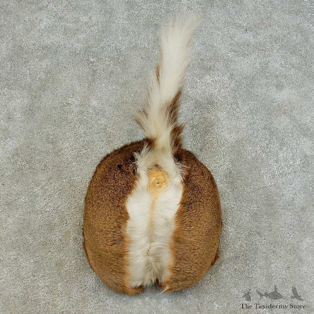Whitetail Deer Rump Mount For Sale #16372 @ The Taxidermy Store
