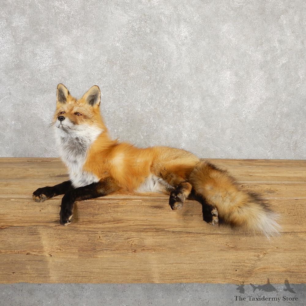 Red Fox Life-Size Mount For Sale #20315 @ The Taxidermy Store