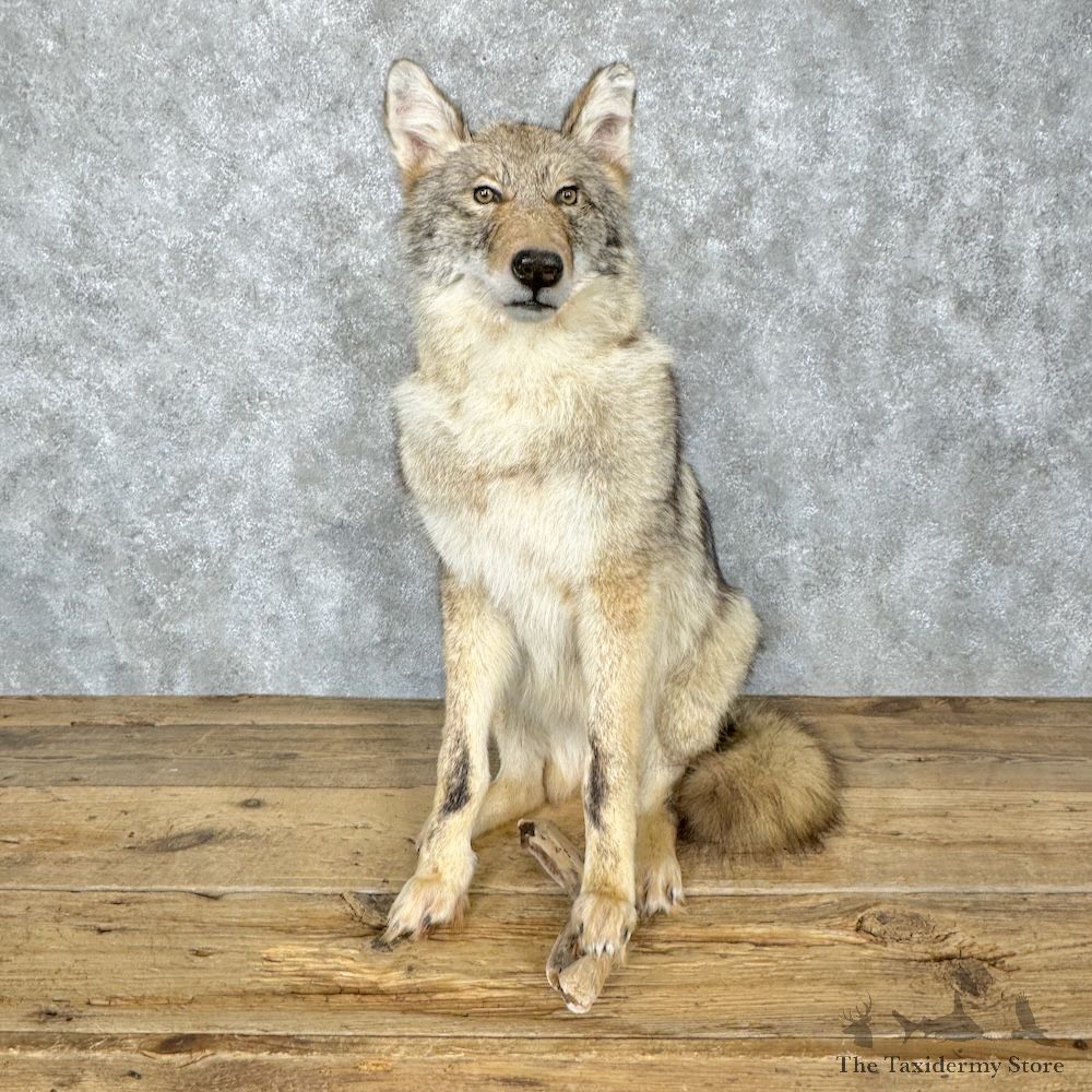 Coyote Life-Size Mount For Sale #29334 @ The Taxidermy Store