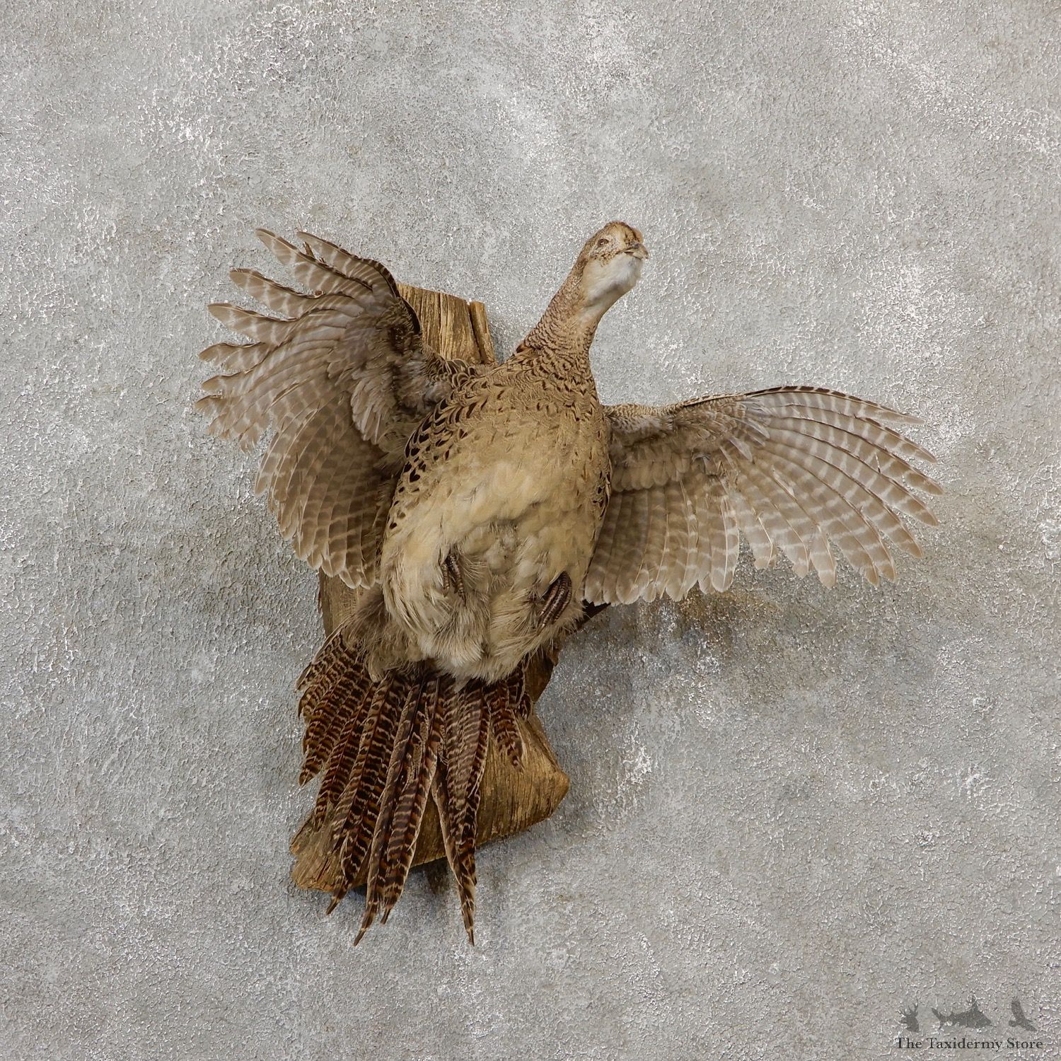 Ringneck Hen Pheasant Bird Mount For Sale #19101 @ The Taxidermy Store