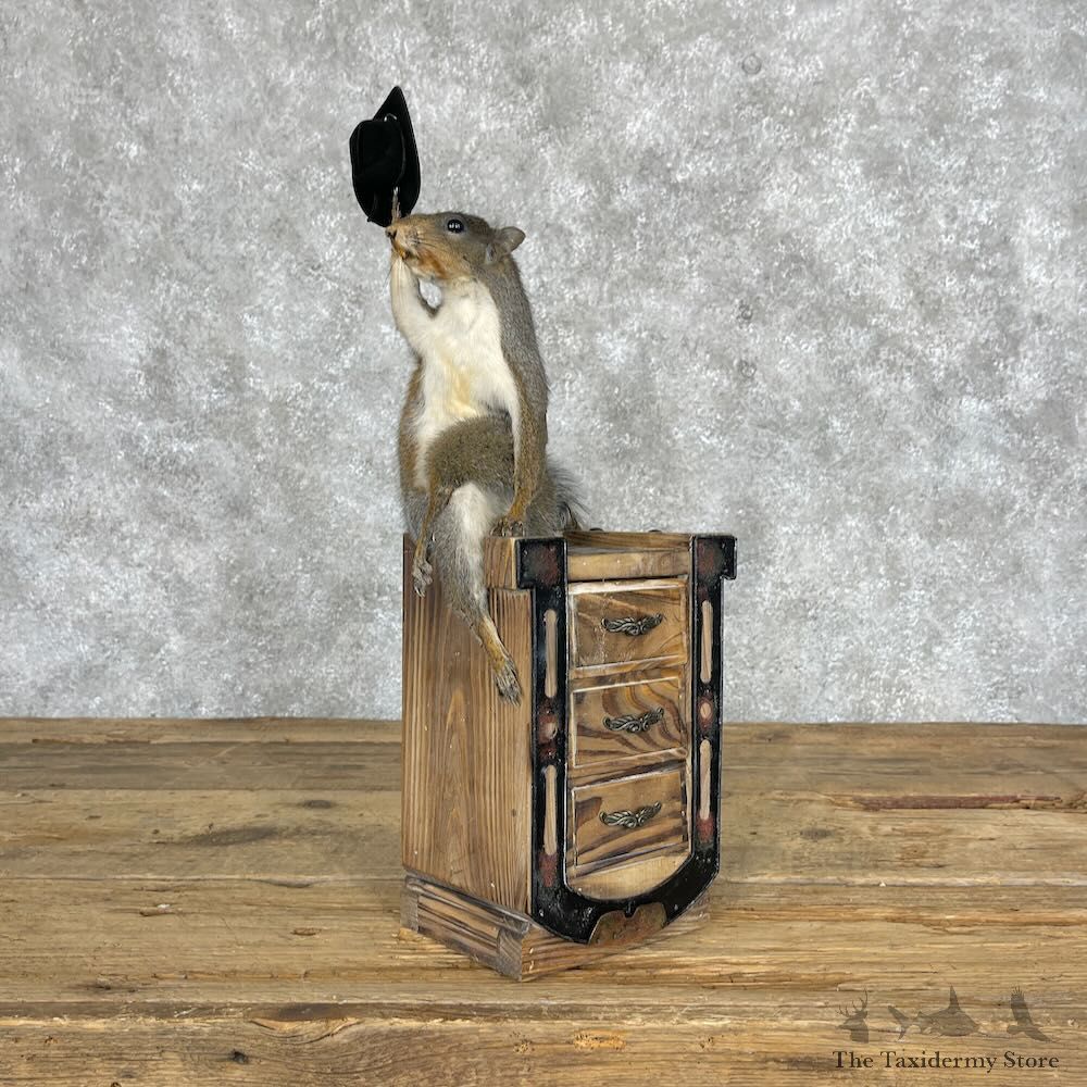 Novelty Grey Squirrel Mount For Sale #28363 @ The Taxidermy Store