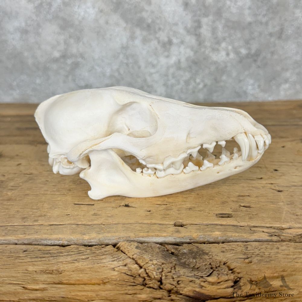Coyote Full Skull Mount For Sale #29273 @ The Taxidermy Store
