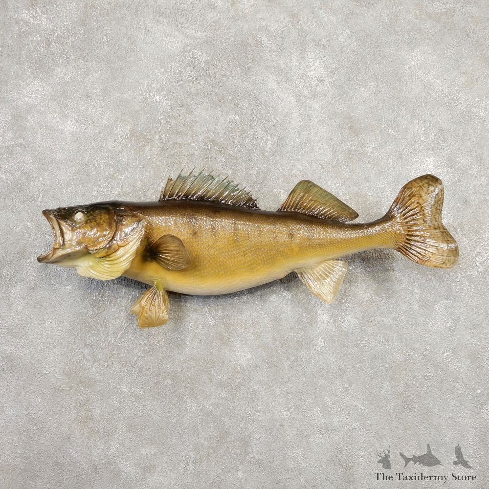Walleye Taxidermy Fish Mount #20347 For Sale @ The Taxidermy Store
