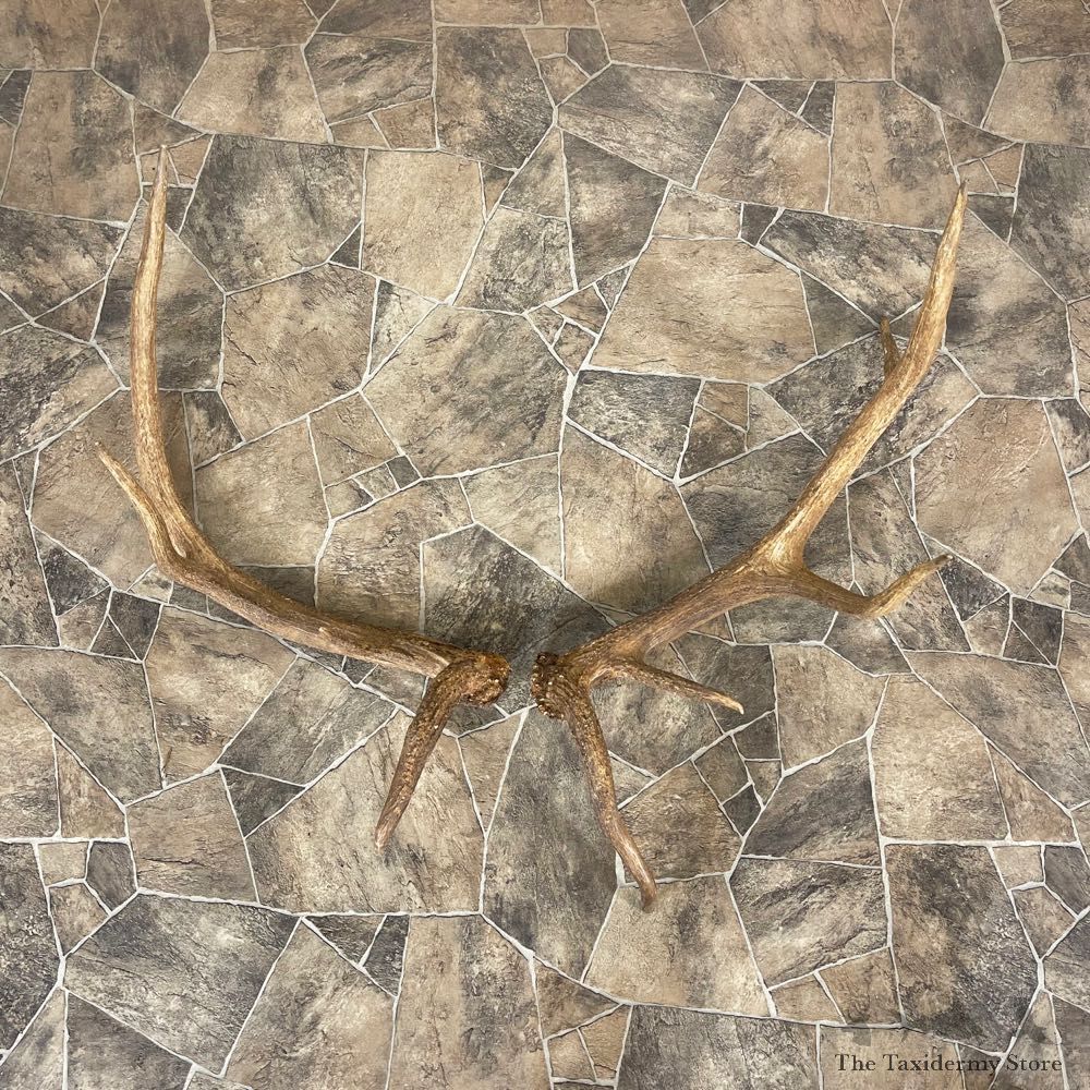 Elk Antler Craft Pack For Sale #25092 @ The Taxidermy Store