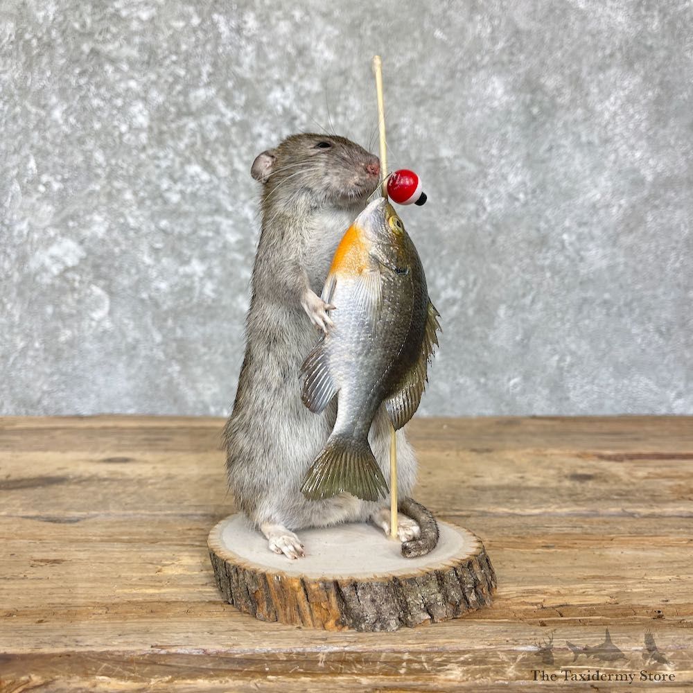 Fishing Rat Novelty Mount For Sale #26378 @ The Taxidermy Store