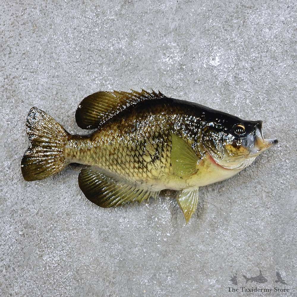 Crappie Fish Mount For Sale #14355 @ The Taxidermy Store