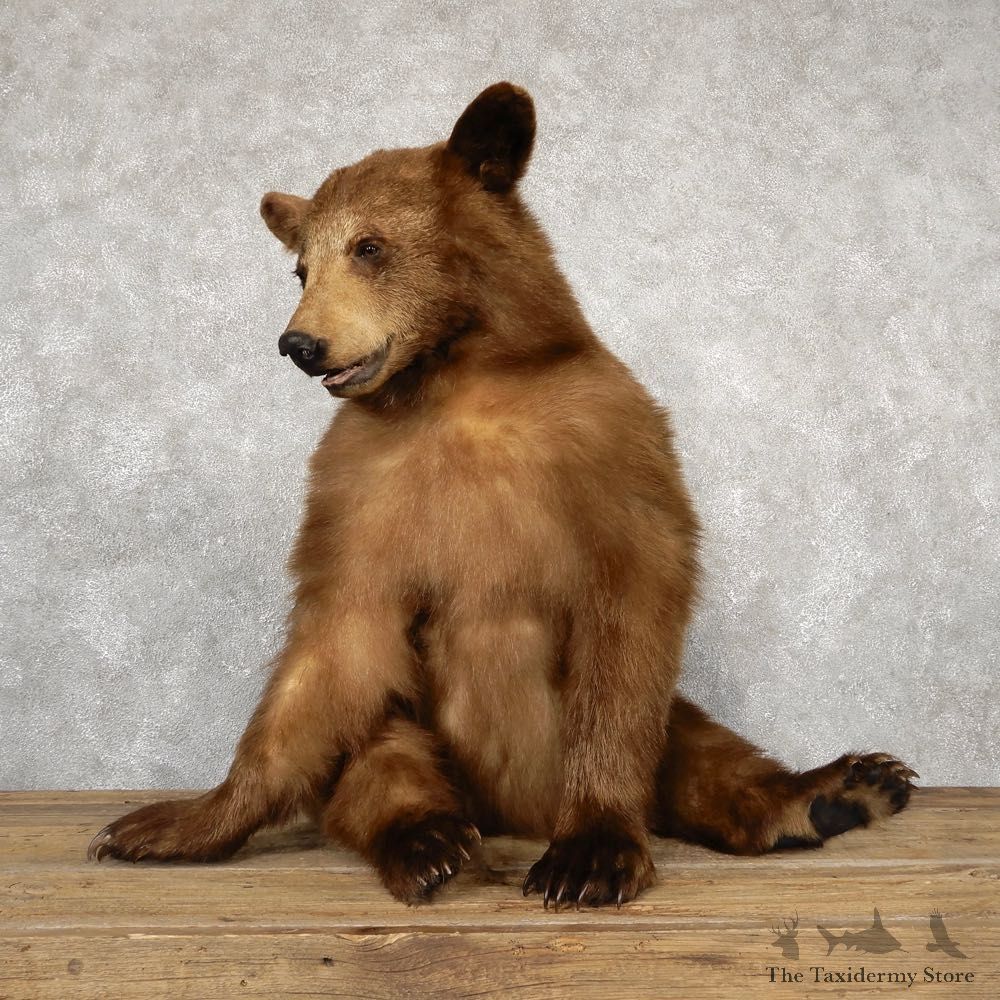 Cinnamon Black Bear Life-Size Mount For Sale #18894 @ The Taxidermy Store