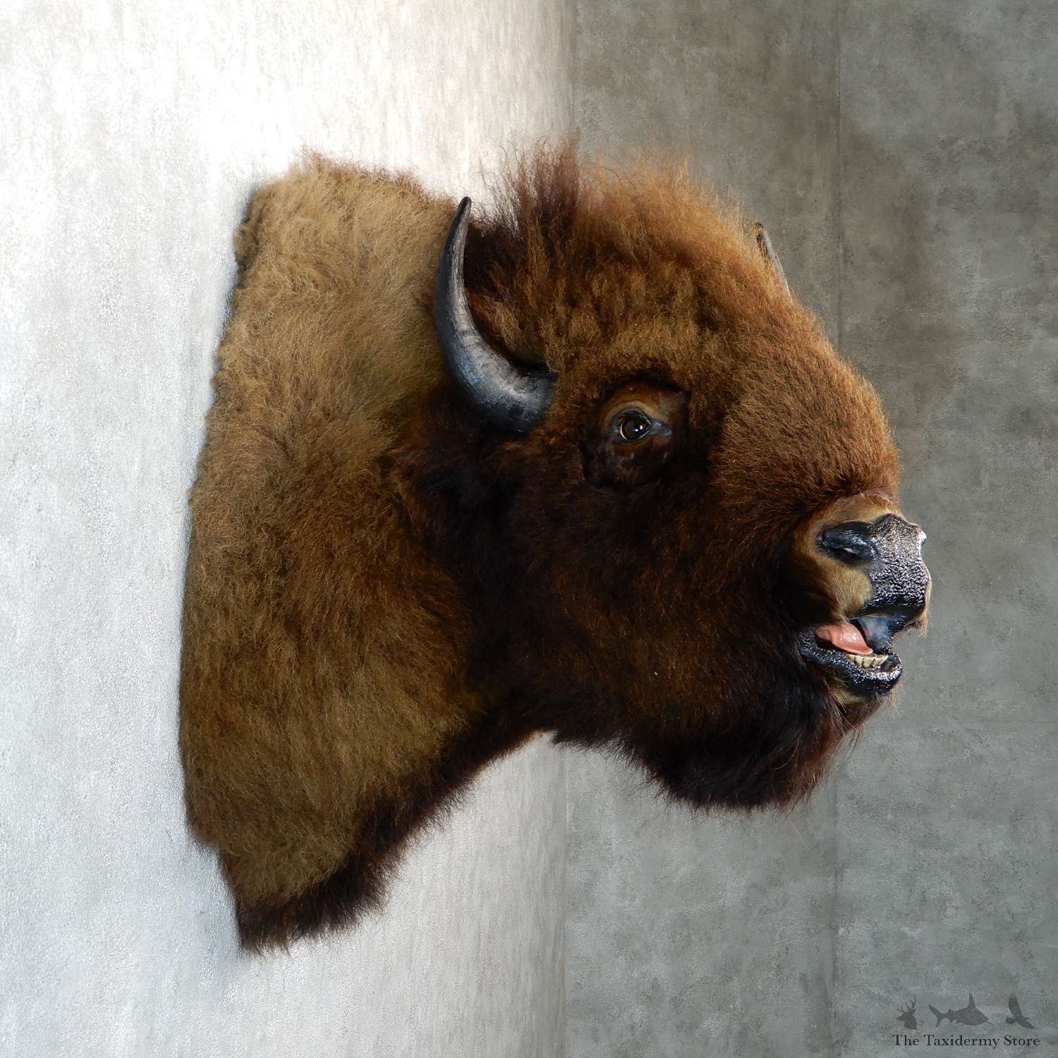 American Buffalo Shoulder Taxidermy Mount For Sale #19293 @ The Taxidermy Store