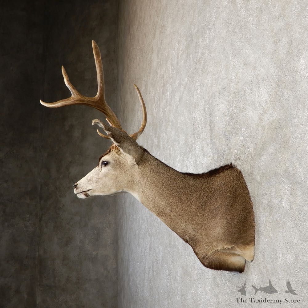 Black-tailed Deer Shoulder Mount For Sale #20265 @ The Taxidermy Store