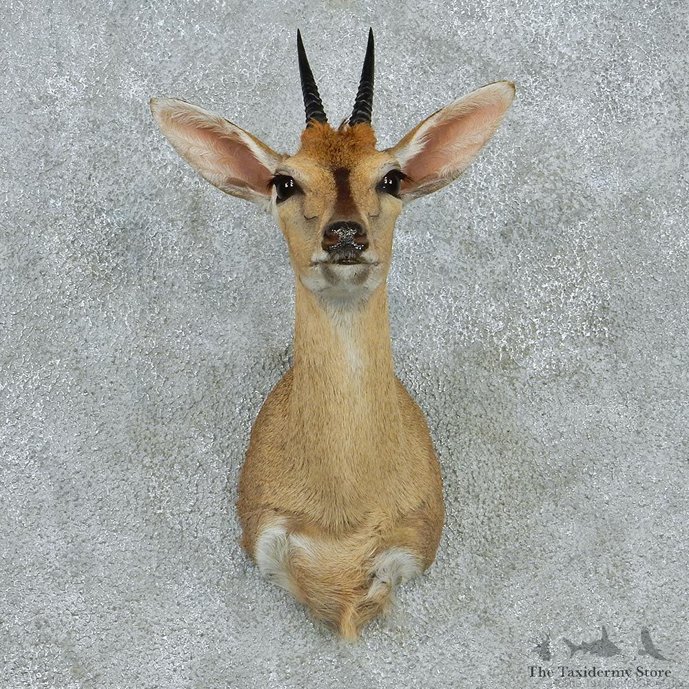 Duiker Shoulder Taxidermy Mount M1 #12801 For Sale @ The Taxidermy Store