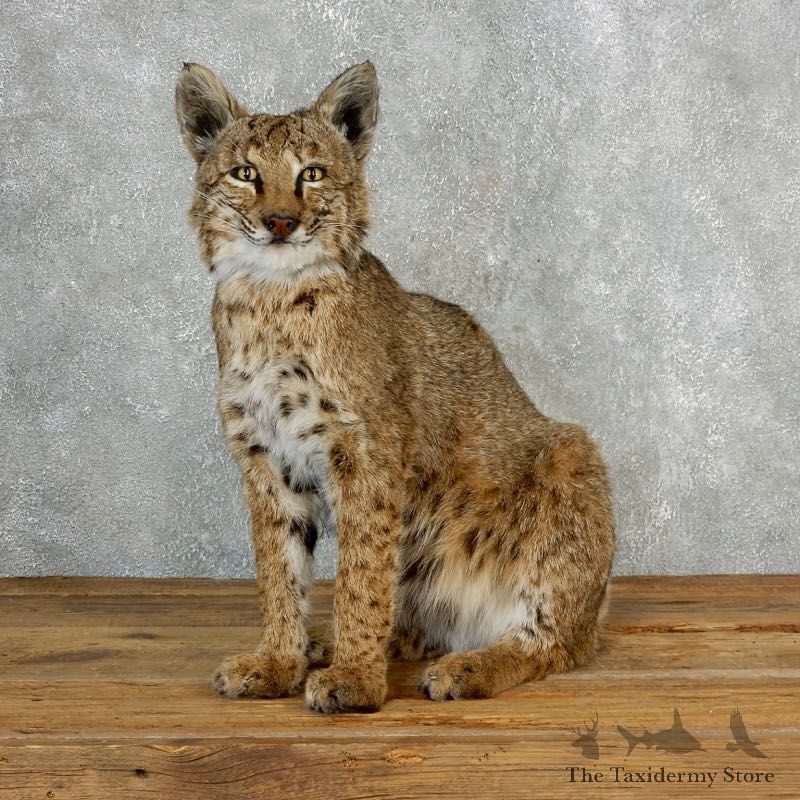 Bobcat Life-Size Mount For Sale #17824 @ The Taxidermy Store