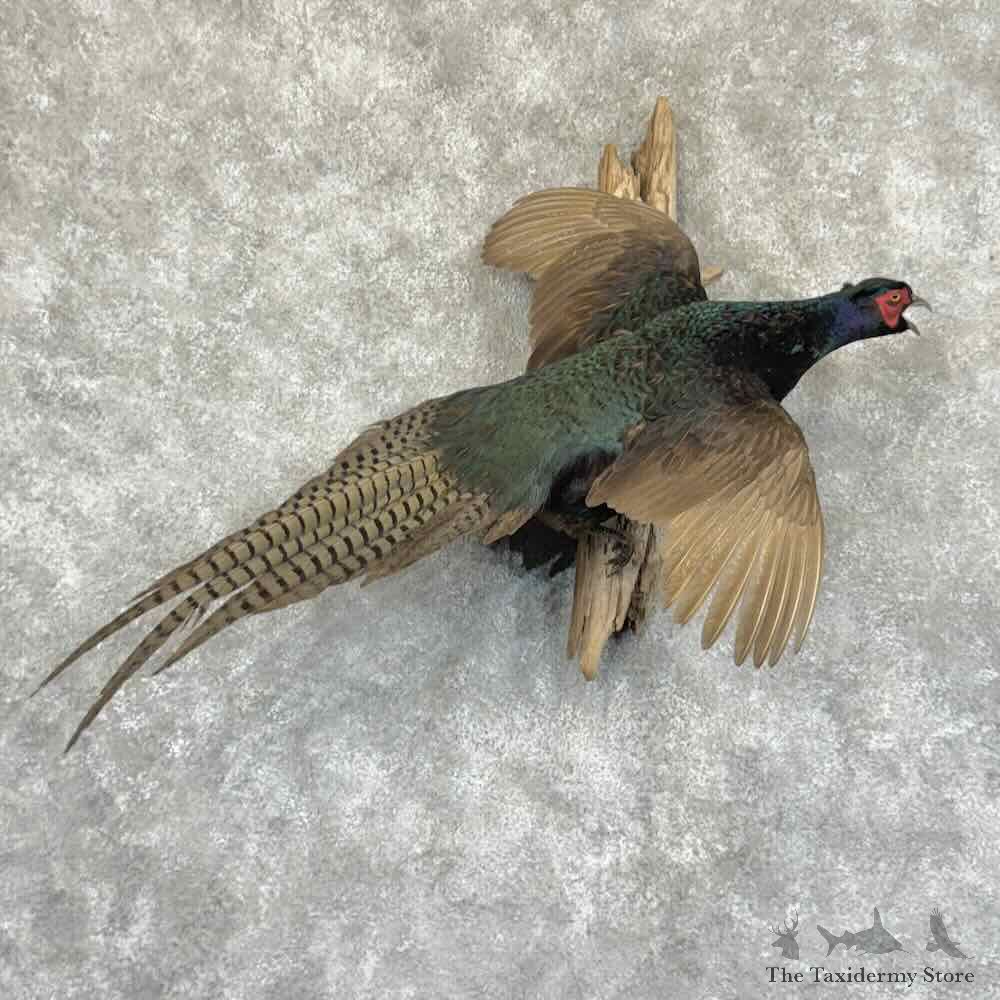 Black Pheasant Bird Mount For Sale #30928 @ The Taxidermy Store