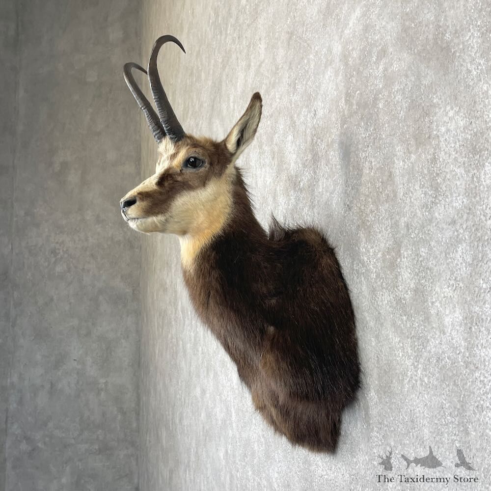 South Pacific Chamois Shoulder Mount For Sale #28264 @ The Taxidermy Store