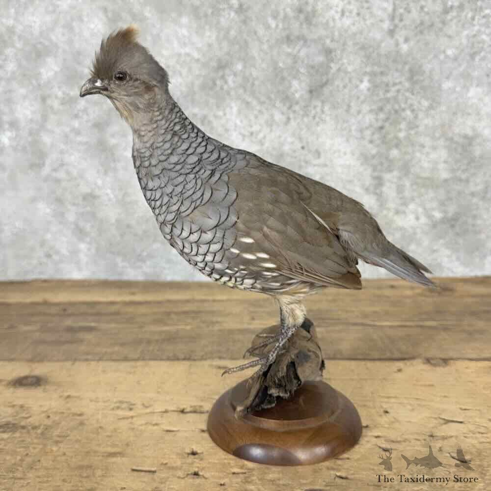 Scaled Quail Bird Mount For Sale #32028 @ The Taxidermy Store