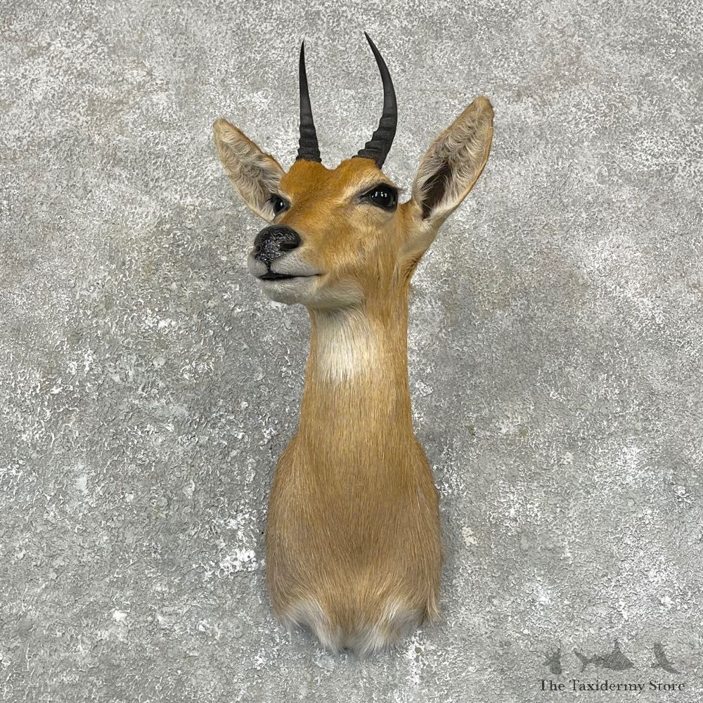 Bohor Reedbuck Taxidermy Shoulder #24995 - The Taxidermy Store