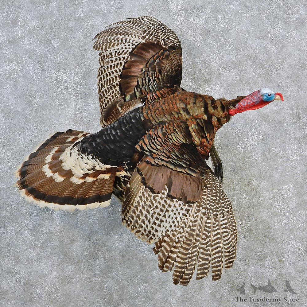 Merriams Turkey Flying Life Size Taxidermy Mount #12638 For Sale @ The Taxidermy Store