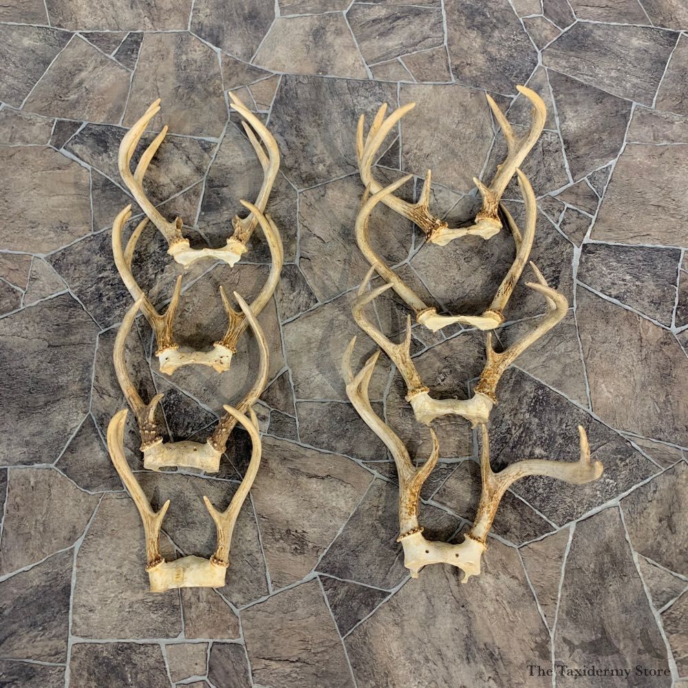 Whitetail Deer Antler Craft Pack For Sale #23040 @ The Taxidermy Store