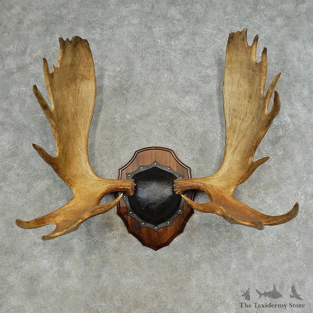 Western Canada Moose Antler Plaque For Sale #16617 @ The Taxidermy Store