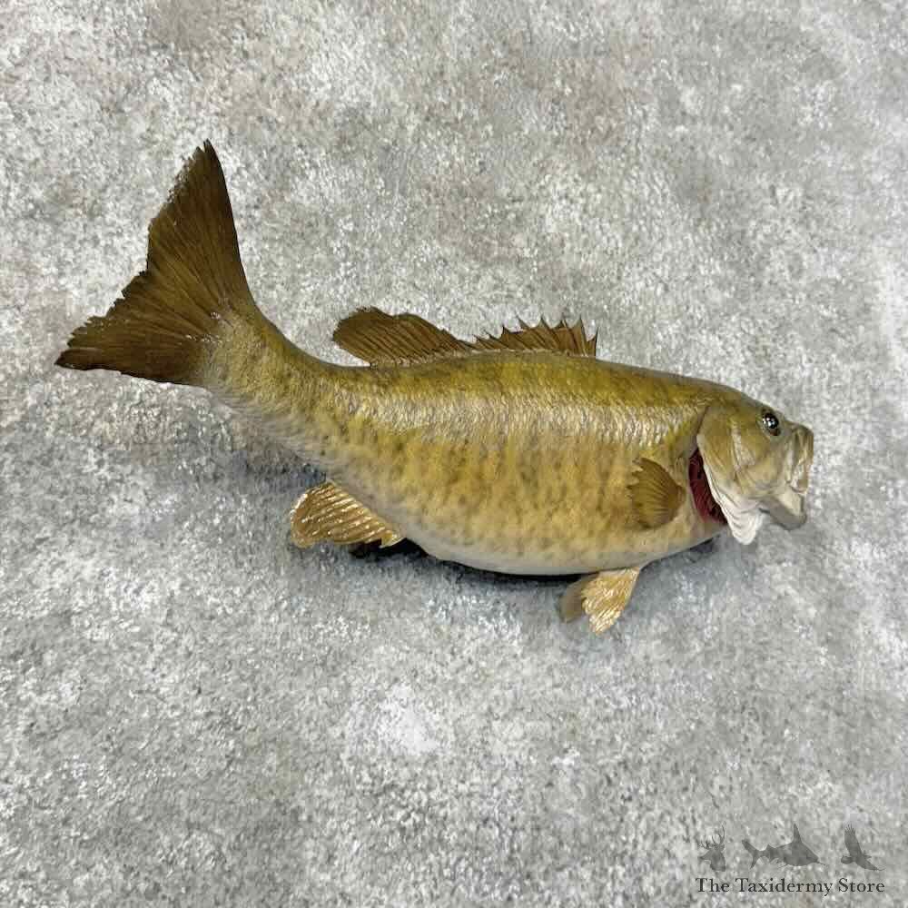 Smallmouth Bass Fish Mount For Sale #31275 @ The Taxidermy Store