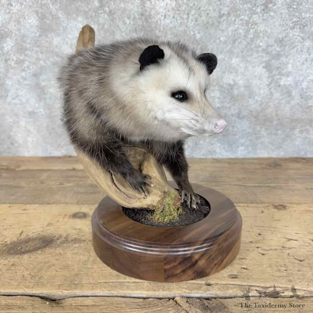 Opossum Half Life Size Mount For Sale #31427 @ The Taxidermy Store
