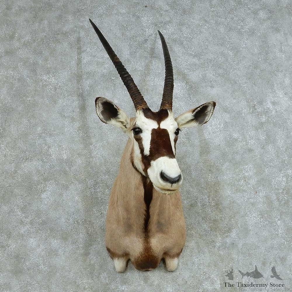 African Gemsbok Shoulder Mount #13705 For Sale @ The Taxidermy Store
