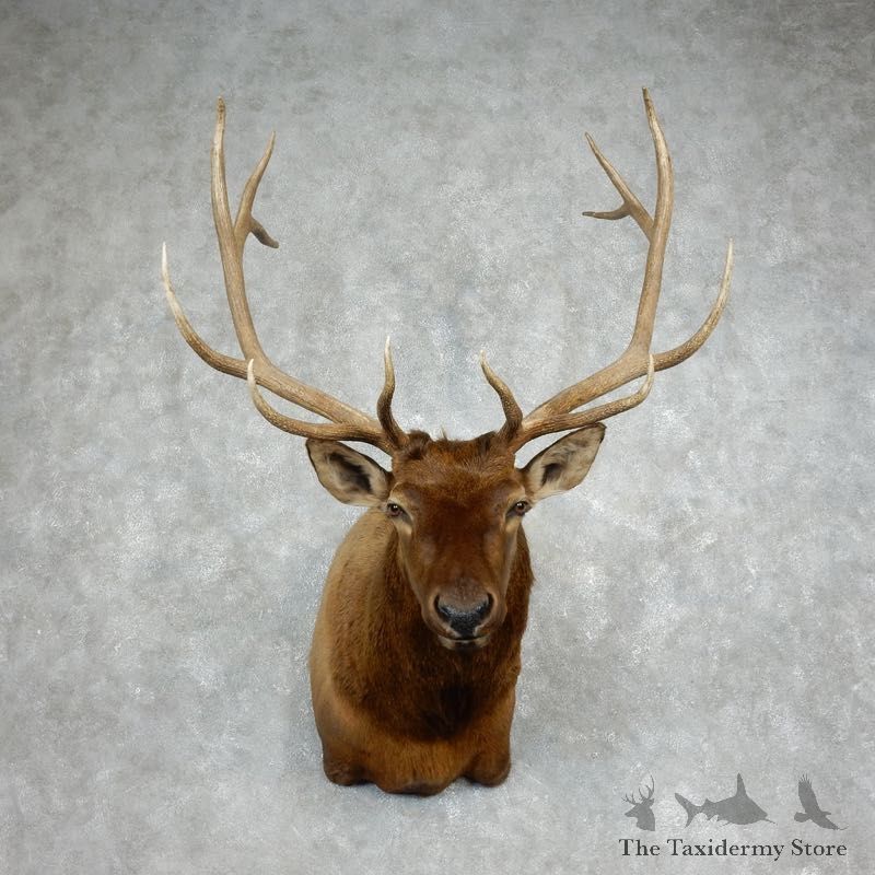 Rocky Mountain Elk Shoulder Mount For Sale #17985 @ The Taxidermy Store