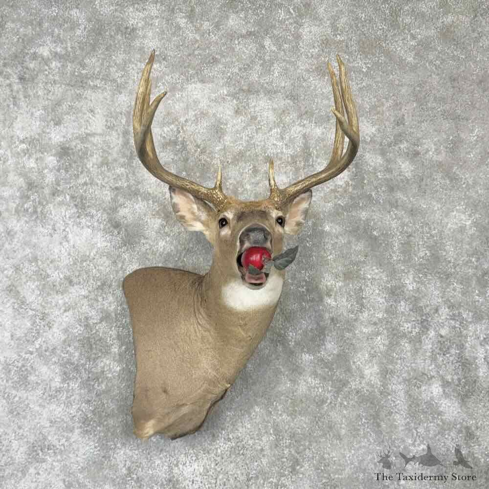 Whitetail Deer Wall Pedestal Shoulder Mount For Sale #30347 @ The Taxidermy Store