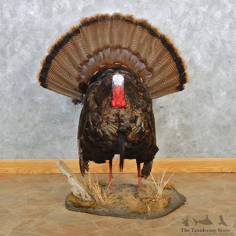 Wild Turkey Standing Life Size Taxidermy Mount #12645 For Sale @ The Taxidermy Store
