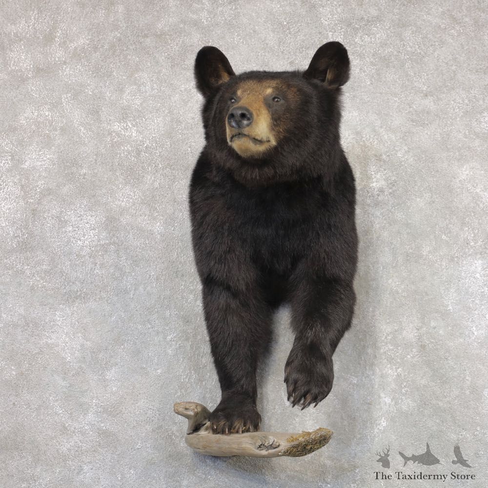 Black Bear Half-Life-Size Taxidermy Mount #22348 For Sale @ The Taxidermy Store