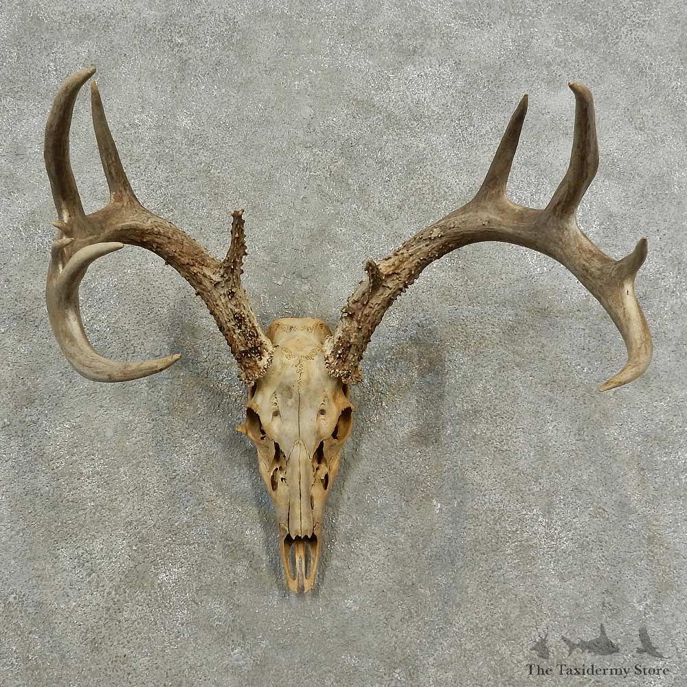 Whitetail Deer Skull European Mount For Sale #16882 @ The Taxidermy Store