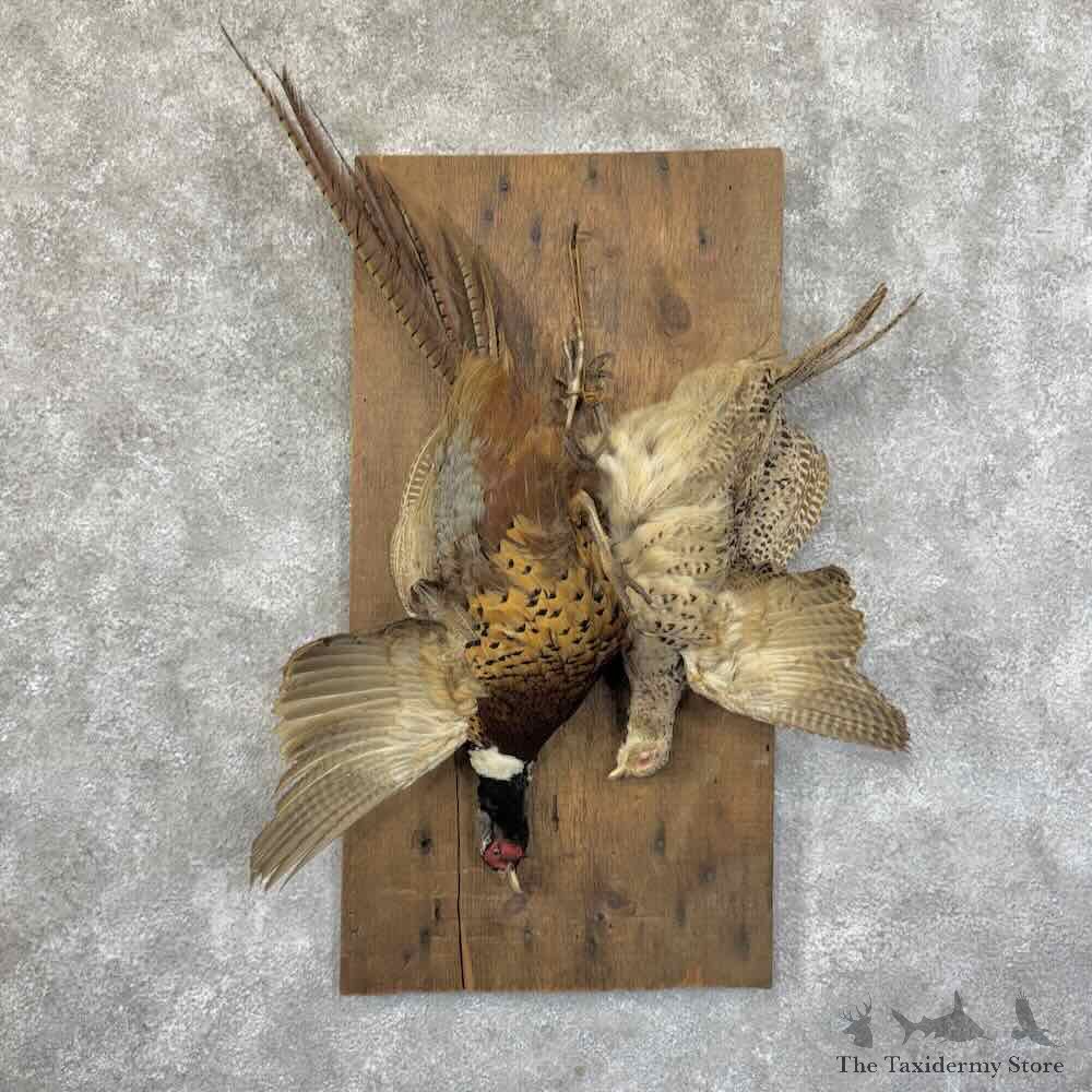 Ringneck Pheasant Bird Display For Sale #31442 @ The Taxidermy Store