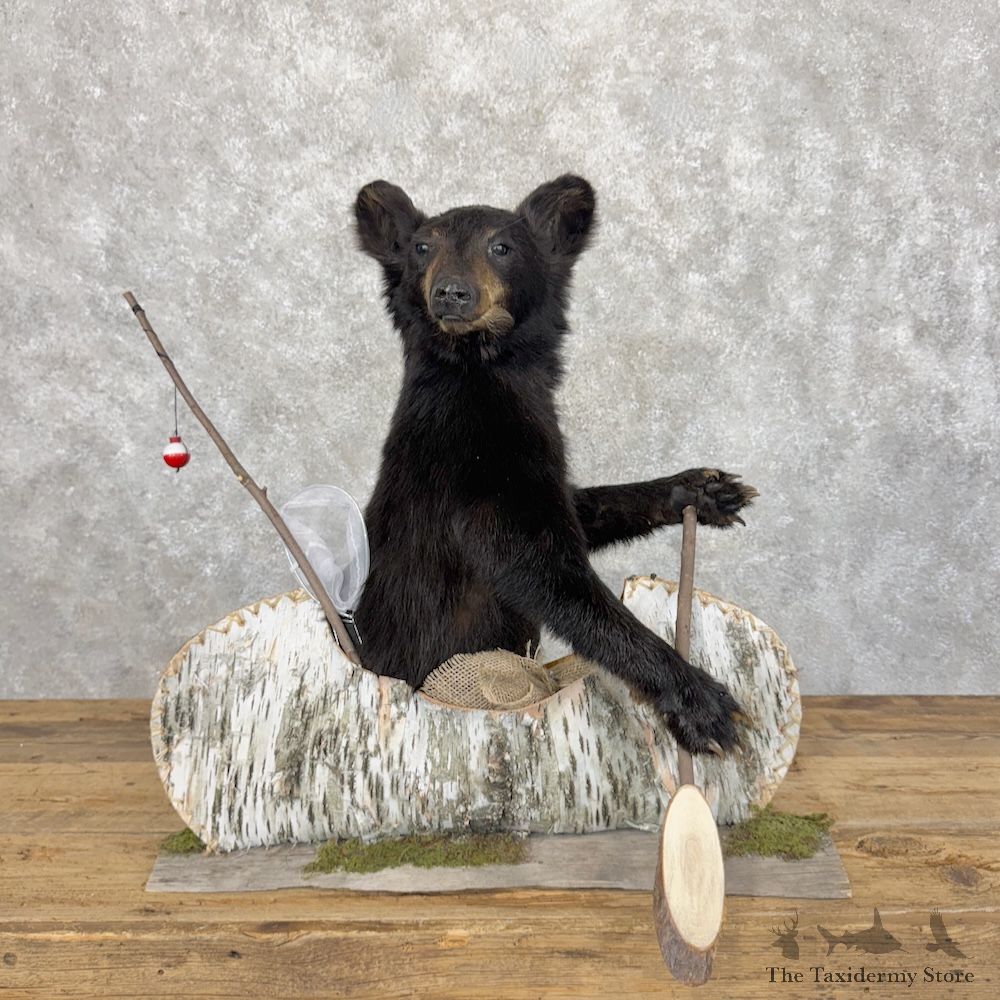 Canoeing Black Bear Cub Novelty Mount For Sale #30057 @ The Taxidermy Store
