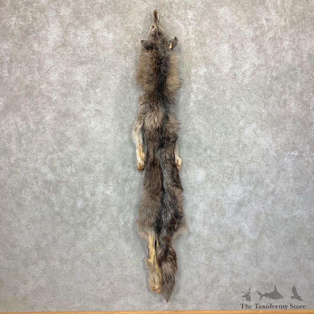 Black Alaskan Wolf Tanned Hide For Sale #22878 @ The Taxidermy Store