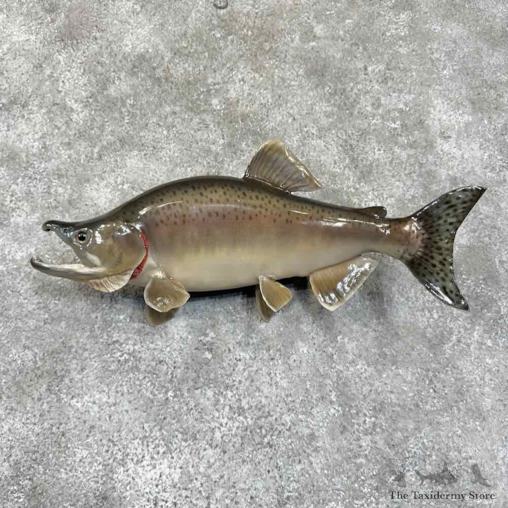 Kokanee Salmon Fish Mount For Sale #30748 @ The Taxidermy Store