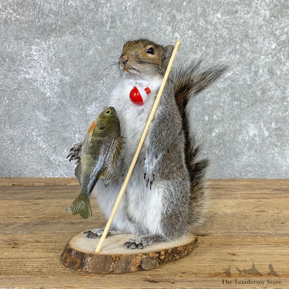 Fishing Squirrel Novelty Mount For Sale #22944 @ The Taxidermy Store