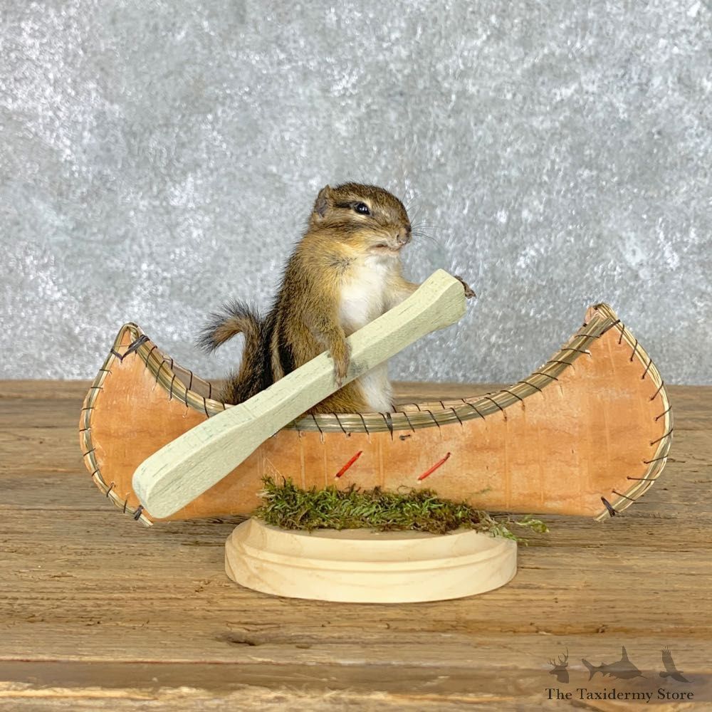 Canoe Chipmunk Novelty Mount For Sale #22613 @ The Taxidermy Store