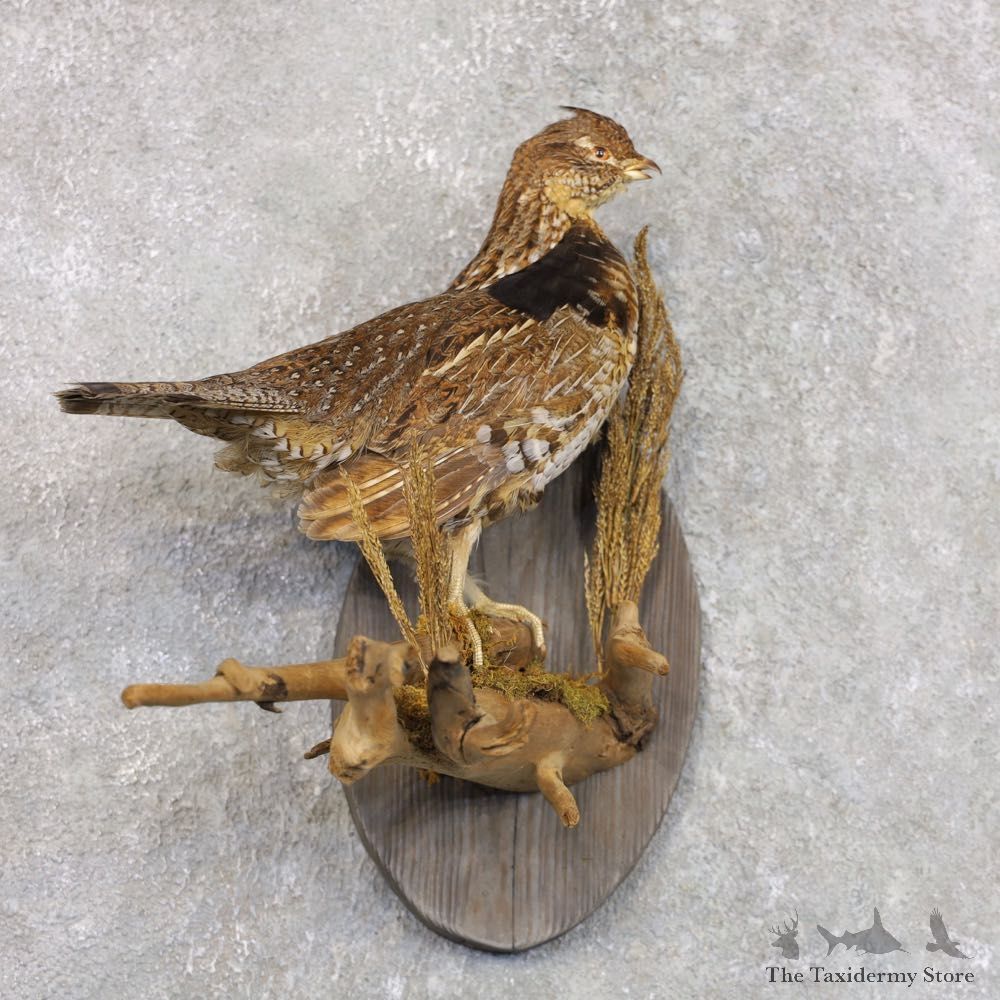 Ruffed Grouse Bird Mount For Sale #22291 @ The Taxidermy Store