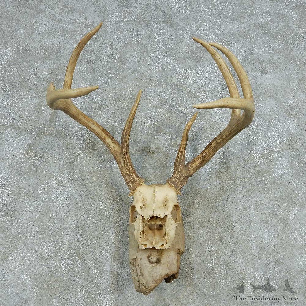 Whitetail Deer Skull Antlers European Mount #13575 For Sale @ The Taxidermy Store
